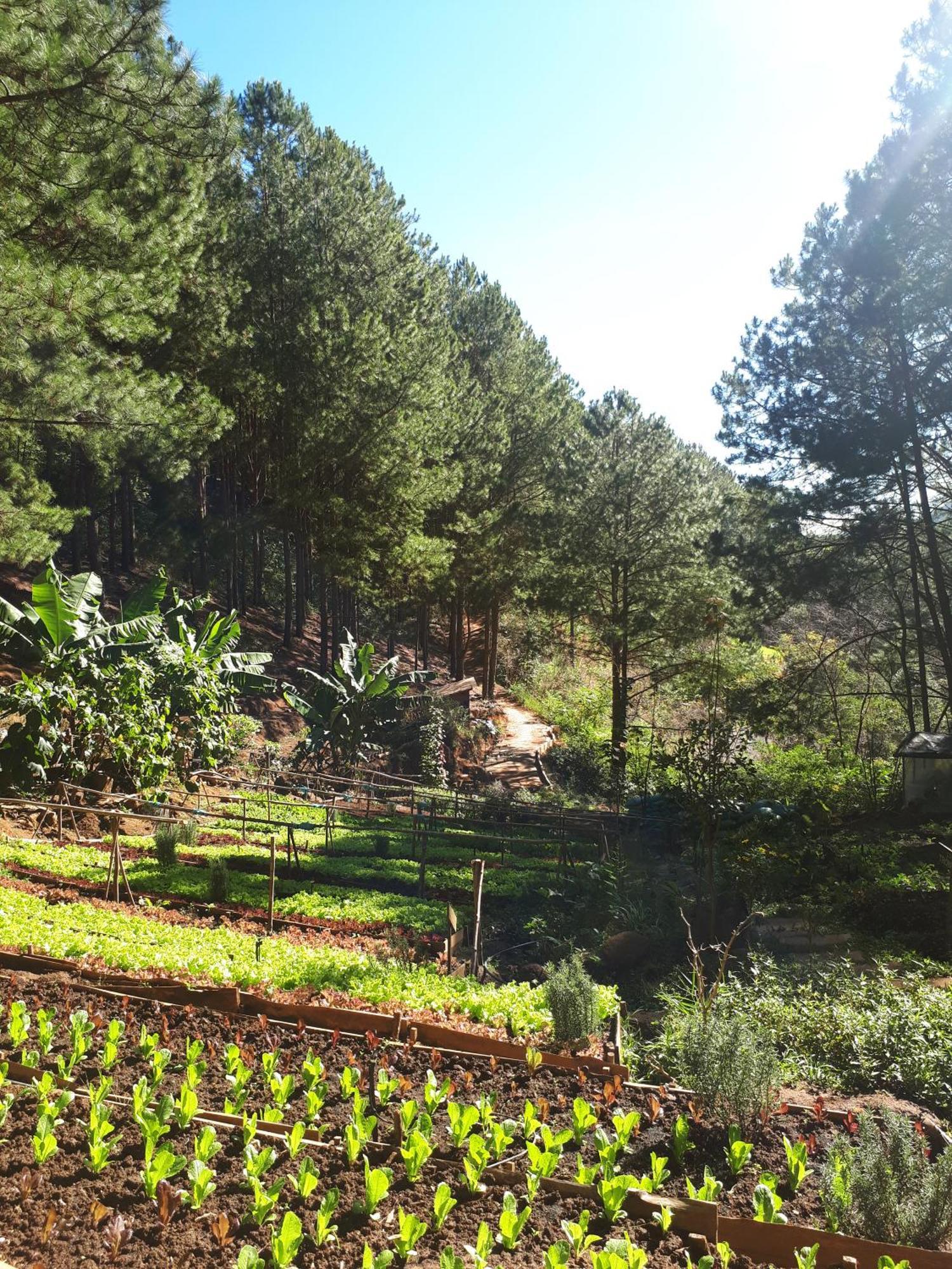 Mo Stay - Forest Resort Dalat Luaran gambar